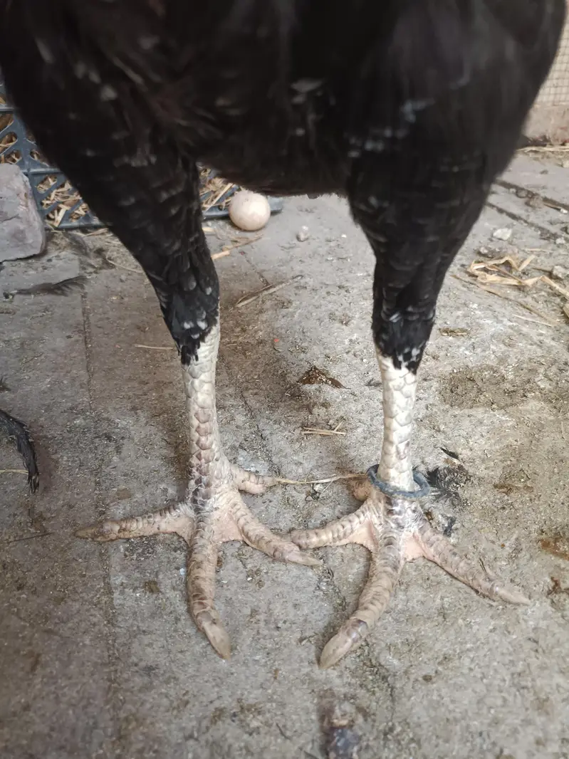 Thai Veitnam cross female Aseel Madi egg laying — photo 3