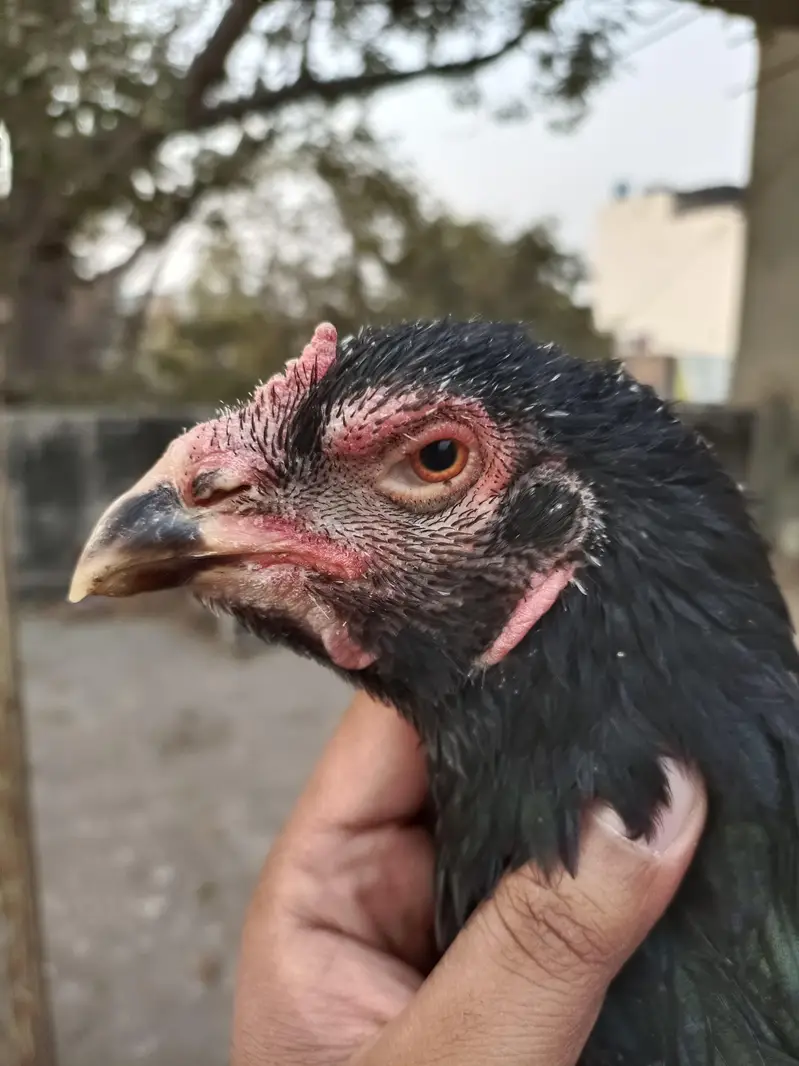 Thai Veitnam cross female Aseel Madi egg laying — photo 4