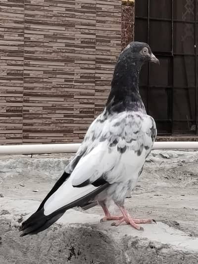 kaly mou Wala