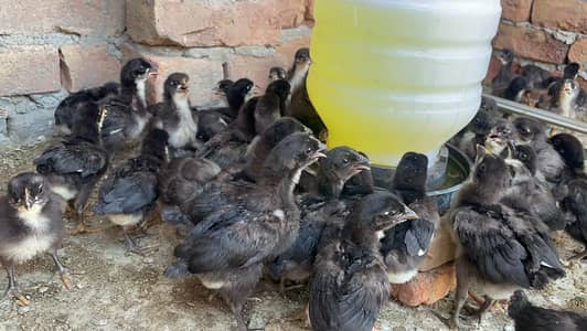 Black Australorp Chicks