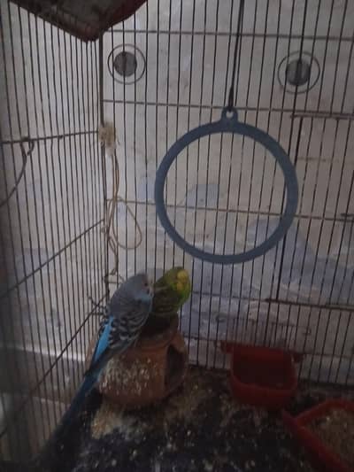 Budgies for Sale