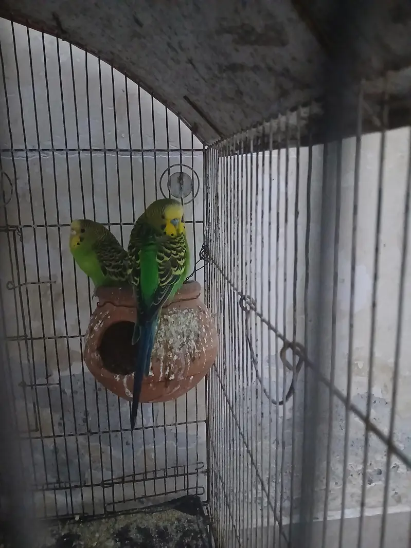 Budgies for Sale — photo 2