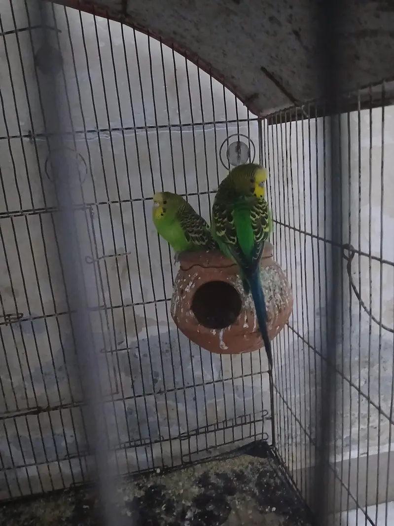 Budgies for Sale — photo 3