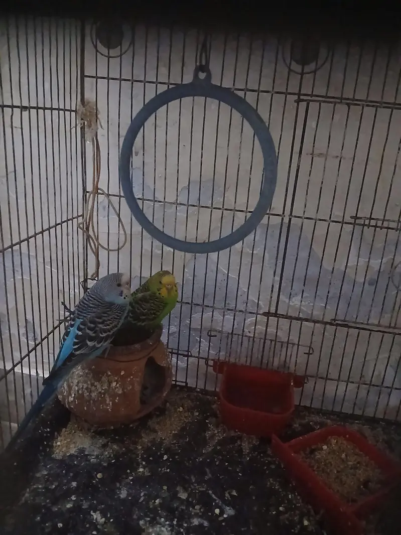Budgies for Sale — photo 4