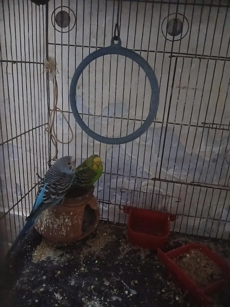Budgies for Sale — photo 5