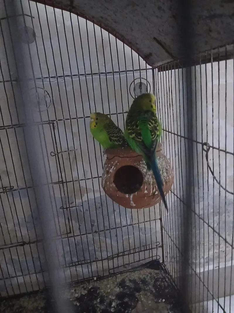 Budgies for Sale — photo 6