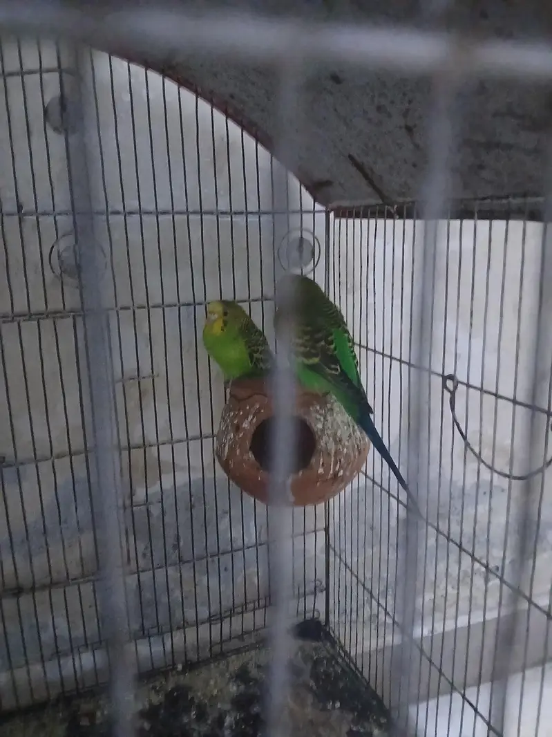 Budgies for Sale — photo 7