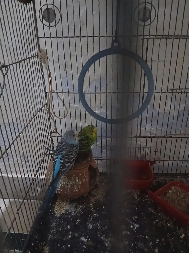 Budgies for Sale — photo 8