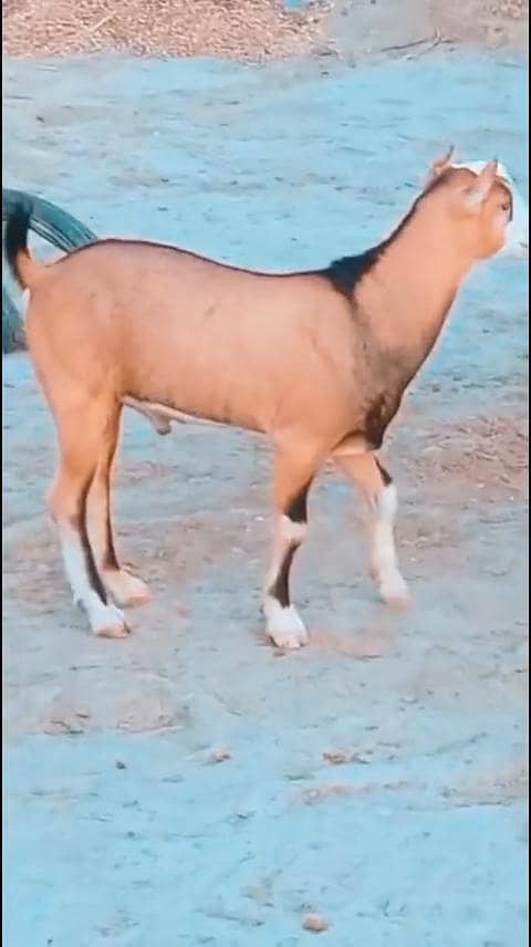 teda  chamba 1