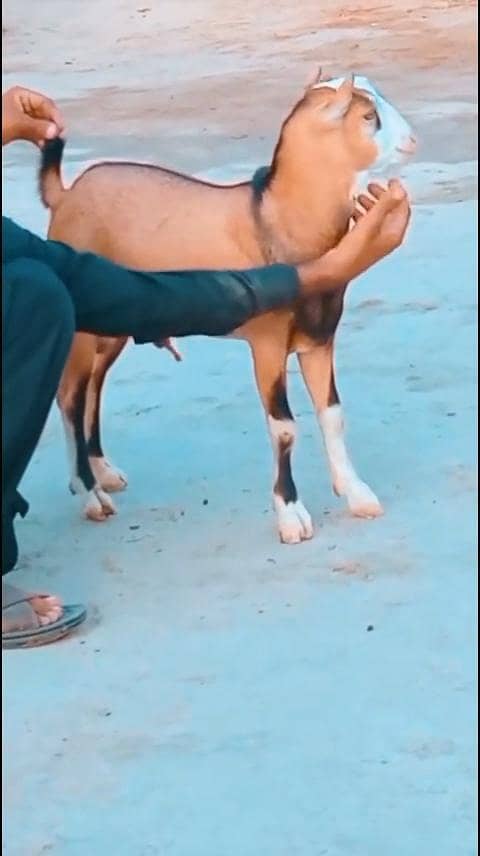 teda  chamba 2