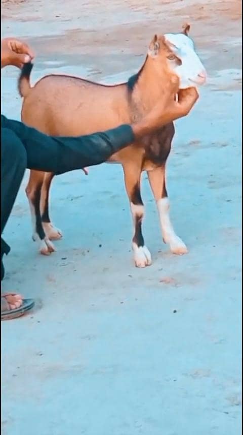 teda  chamba 3