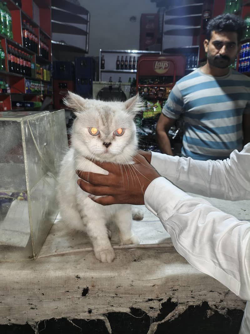 White Cat 0