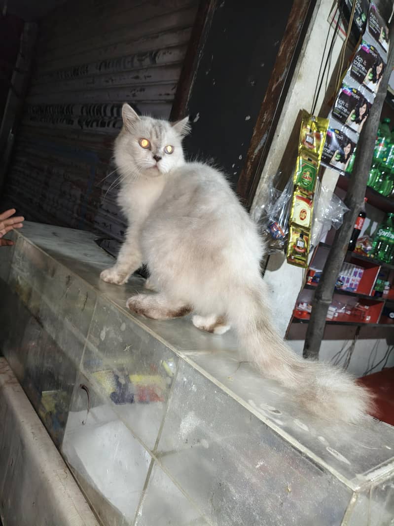 White Cat 1