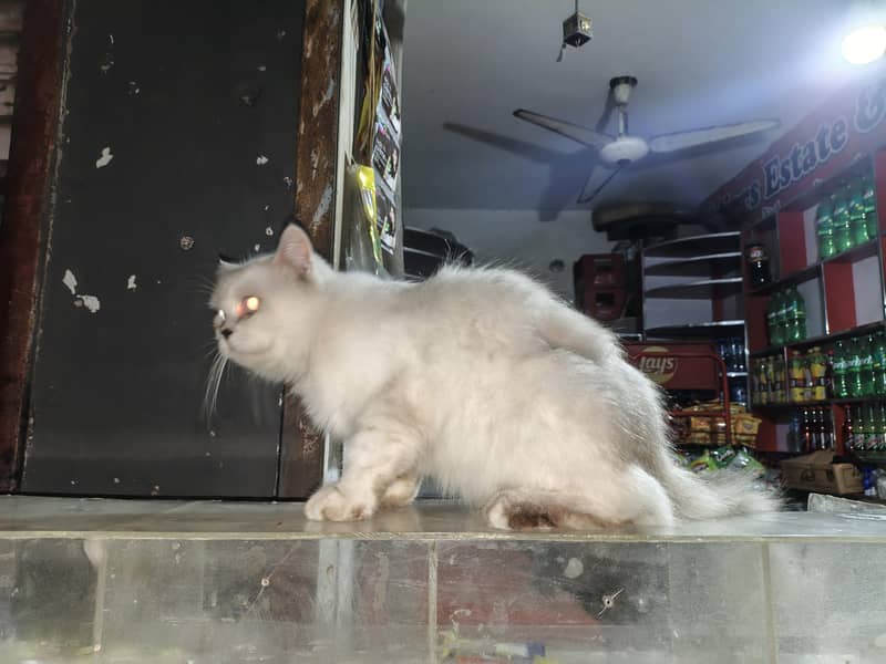 White Cat 2