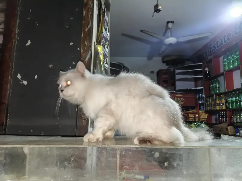 White Cat — photo 3