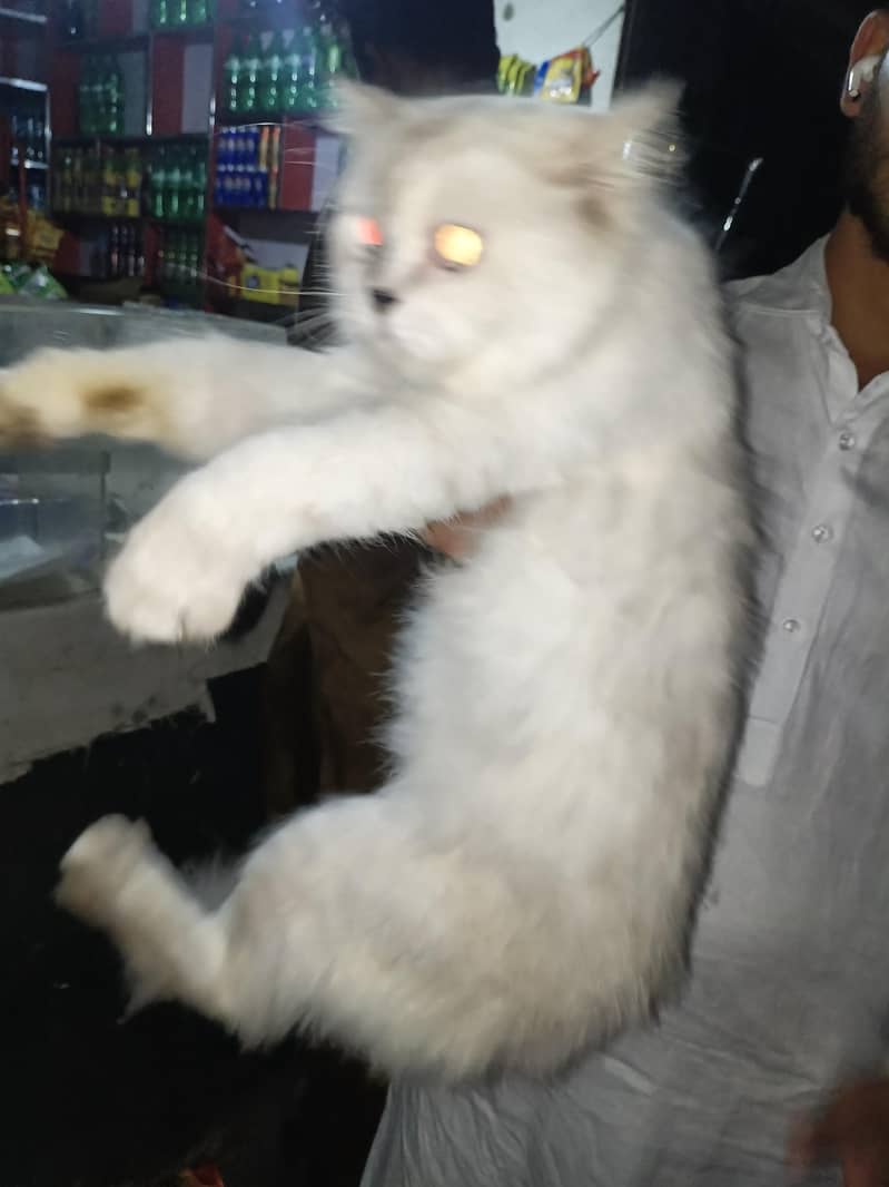 White Cat 3