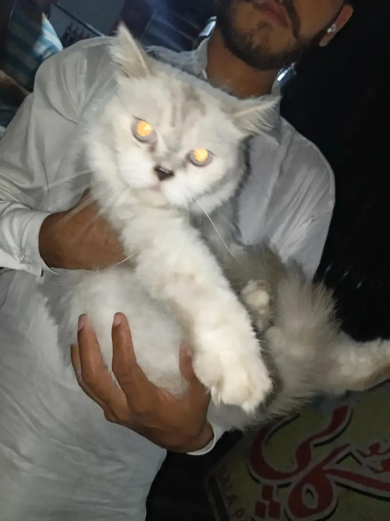 White Cat — photo 5