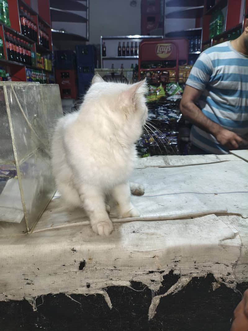 White Cat 5