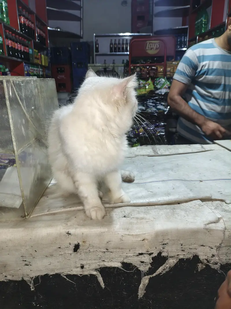 White Cat — photo 6