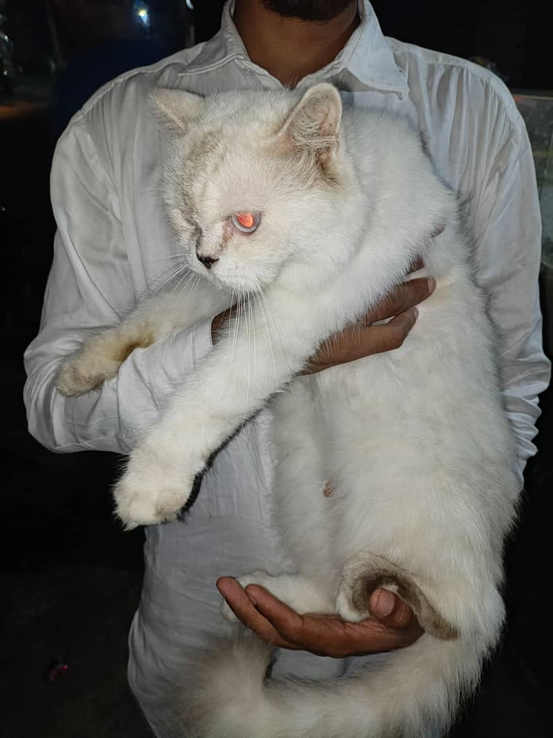 White Cat 6