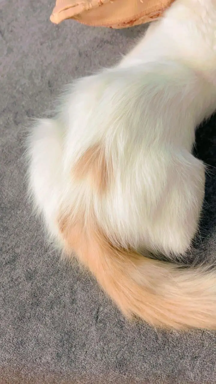 Persian cat — photo 2