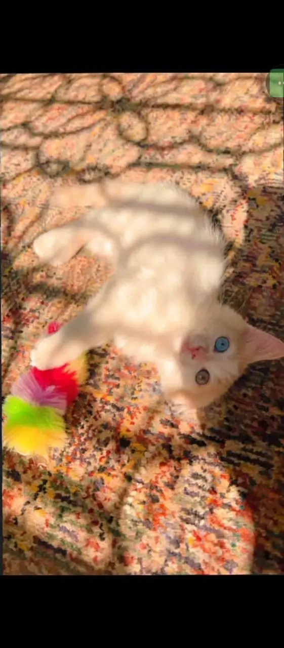 Persian cat — photo 3