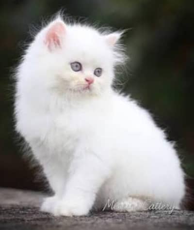 persian cat punch face
