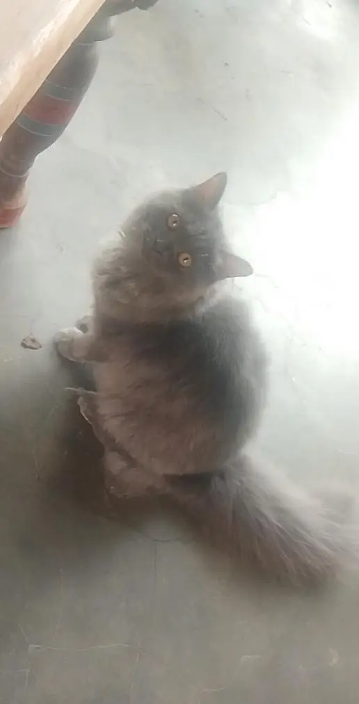 persian cat punch face — photo 3