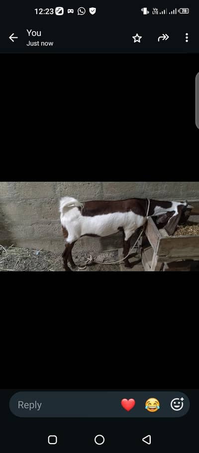 Bakra