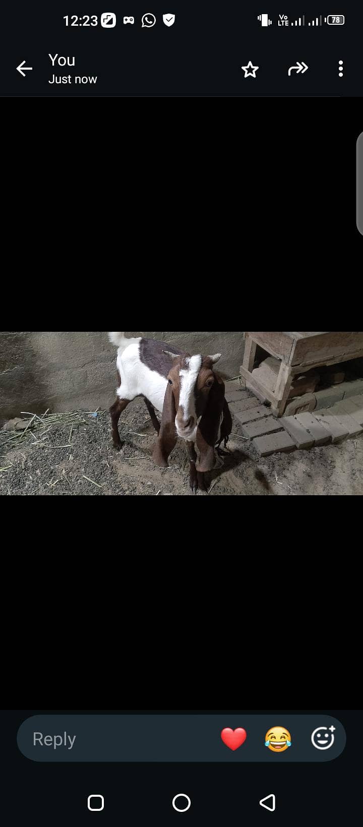 Bakra 1