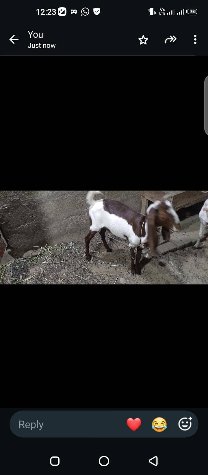 Bakra 2