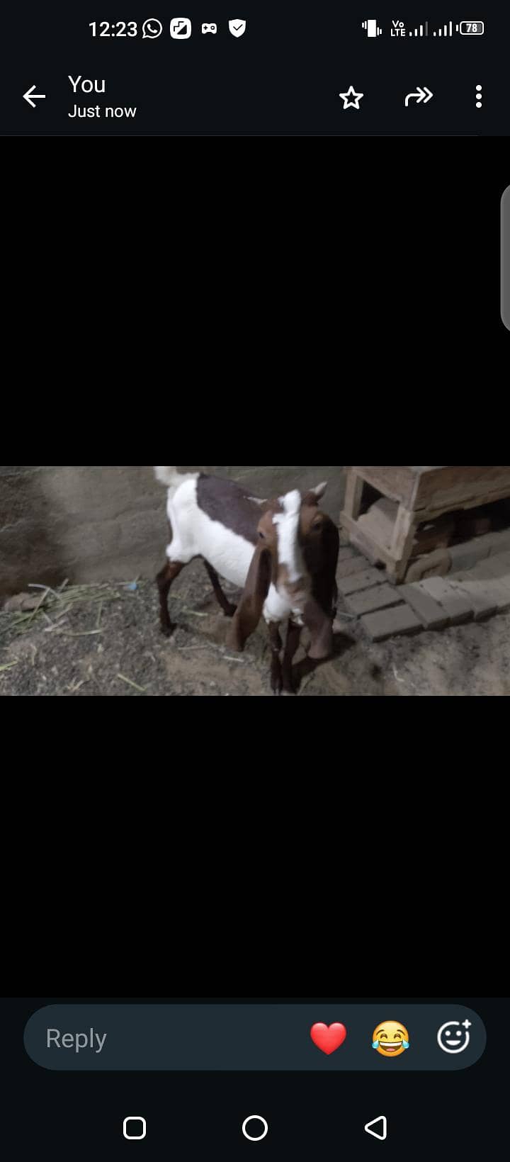 Bakra 3
