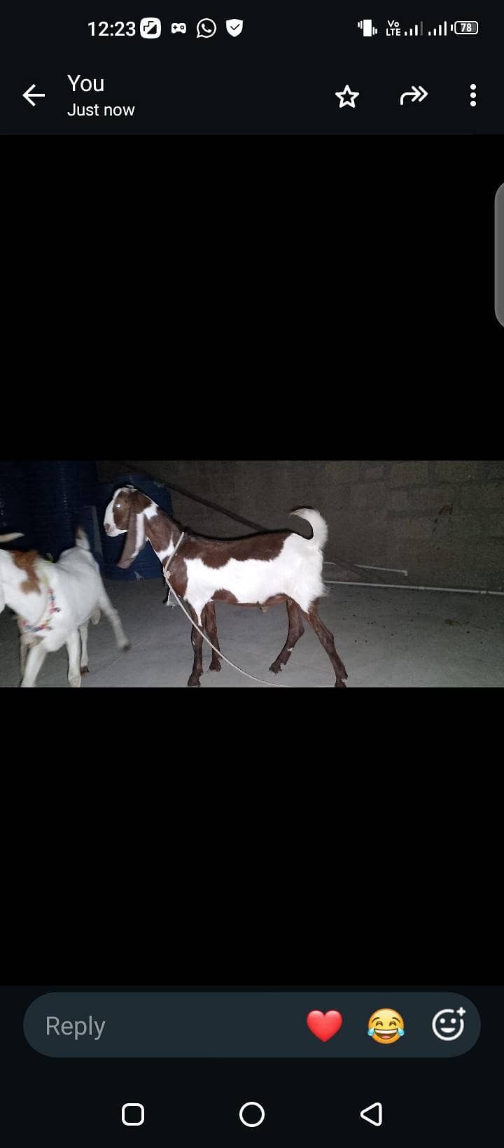 Bakra 4