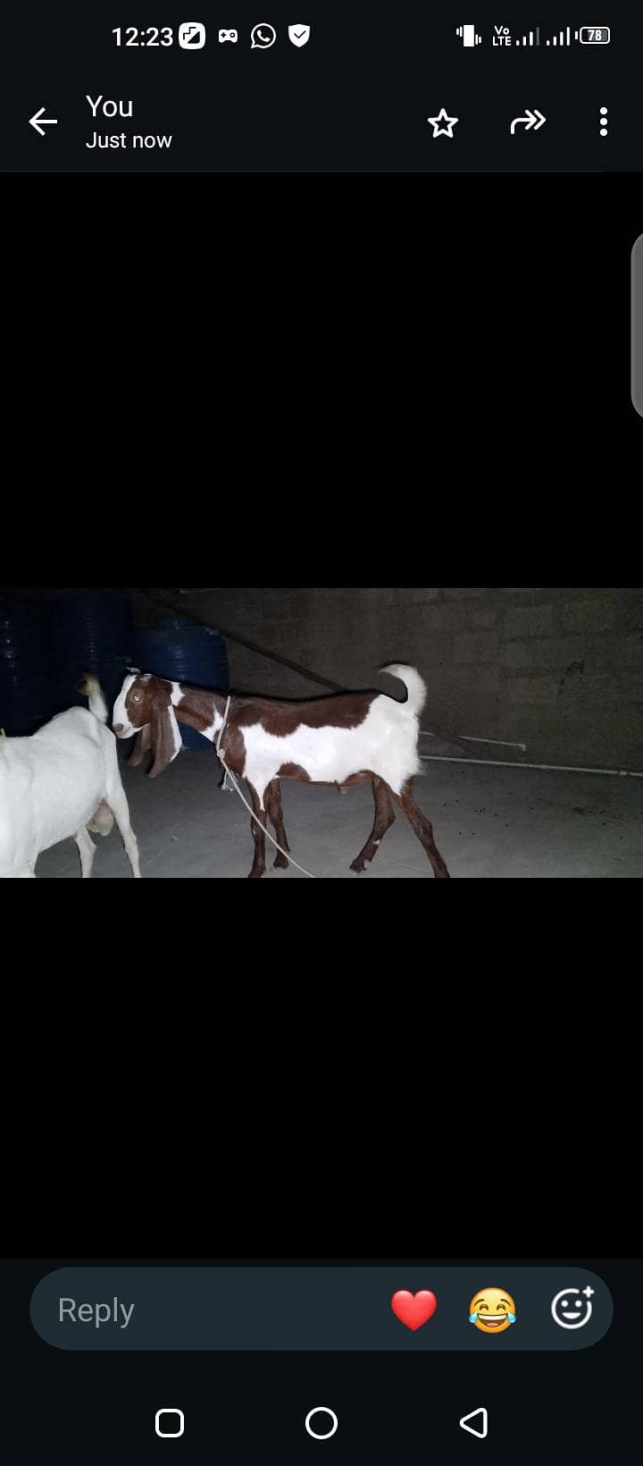 Bakra 5