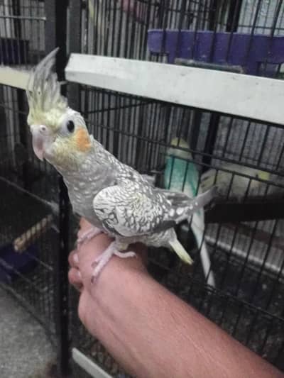 cocktail full tame