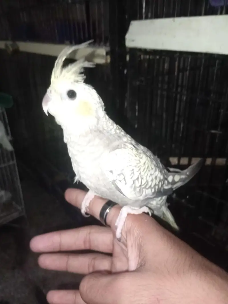 cocktail full tame — photo 2
