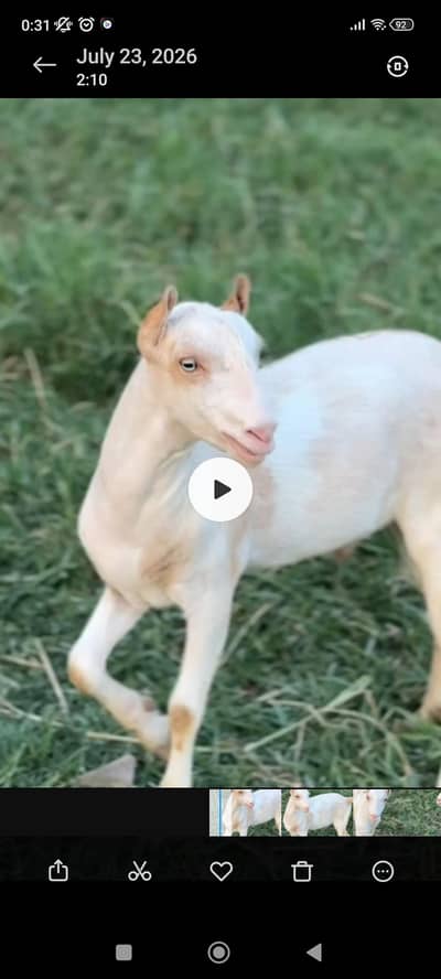 White Eyes Tedda breeder