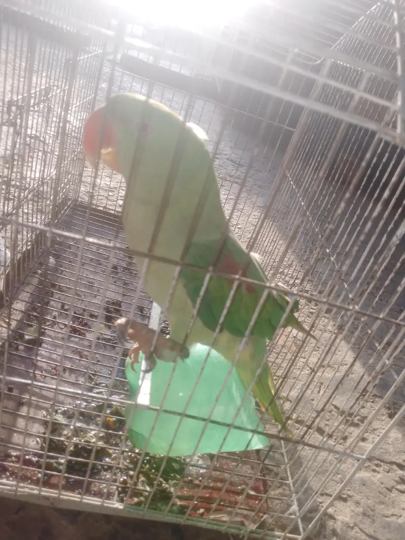 Pure Kasmiri Raw Female — photo 2