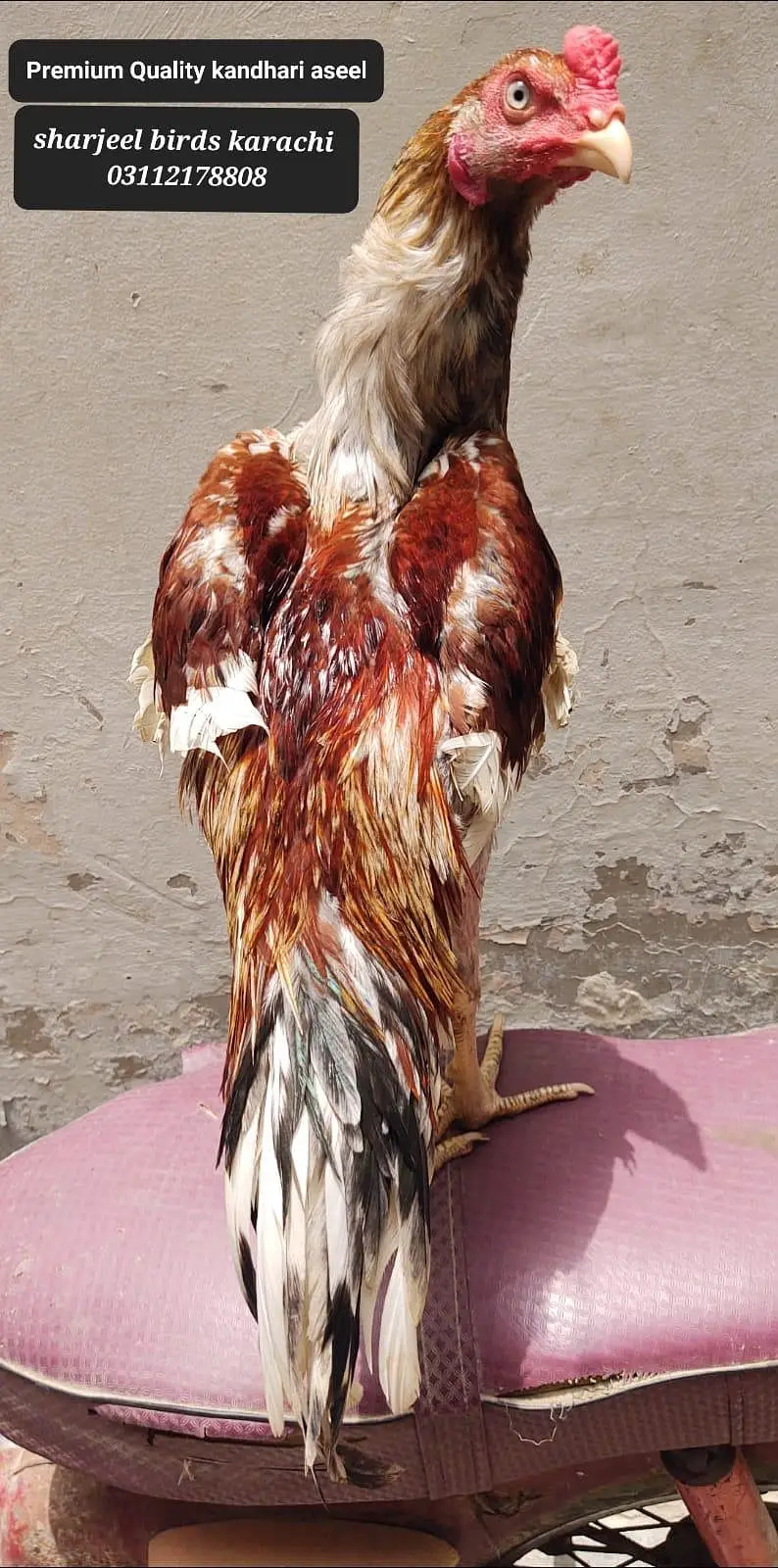 kandhari aseel  patha — photo 2