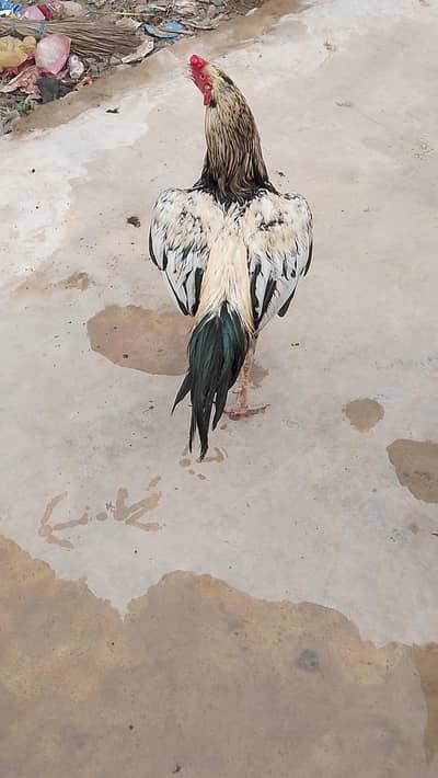 Aseel.  Amroha. full healthy breeder