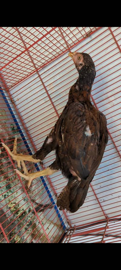 high quality pathi for sale