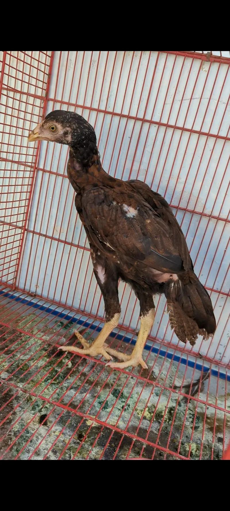 high quality pathi for sale — photo 2