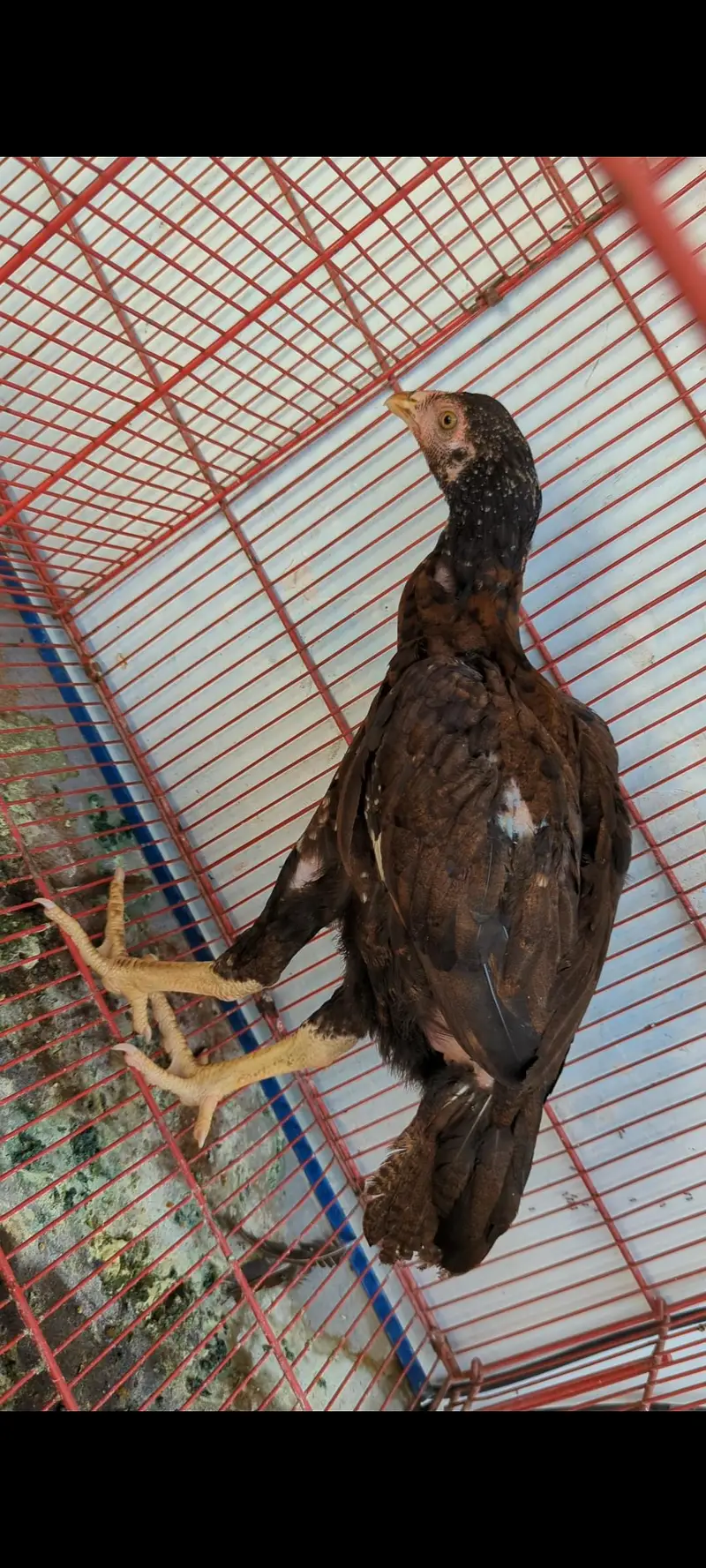 high quality pathi for sale — photo 3