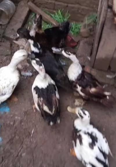ducks fully active