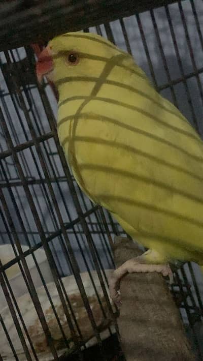 A beautiful yellow beauti