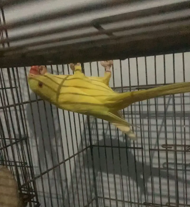 A beautiful yellow beauti — photo 2