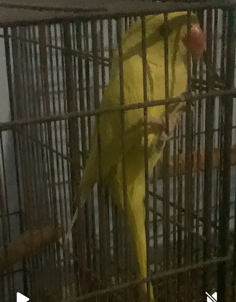 A beautiful yellow beauti — photo 3