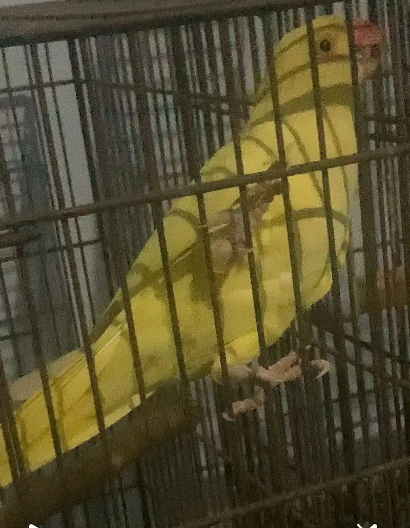 A beautiful yellow beauti — photo 4