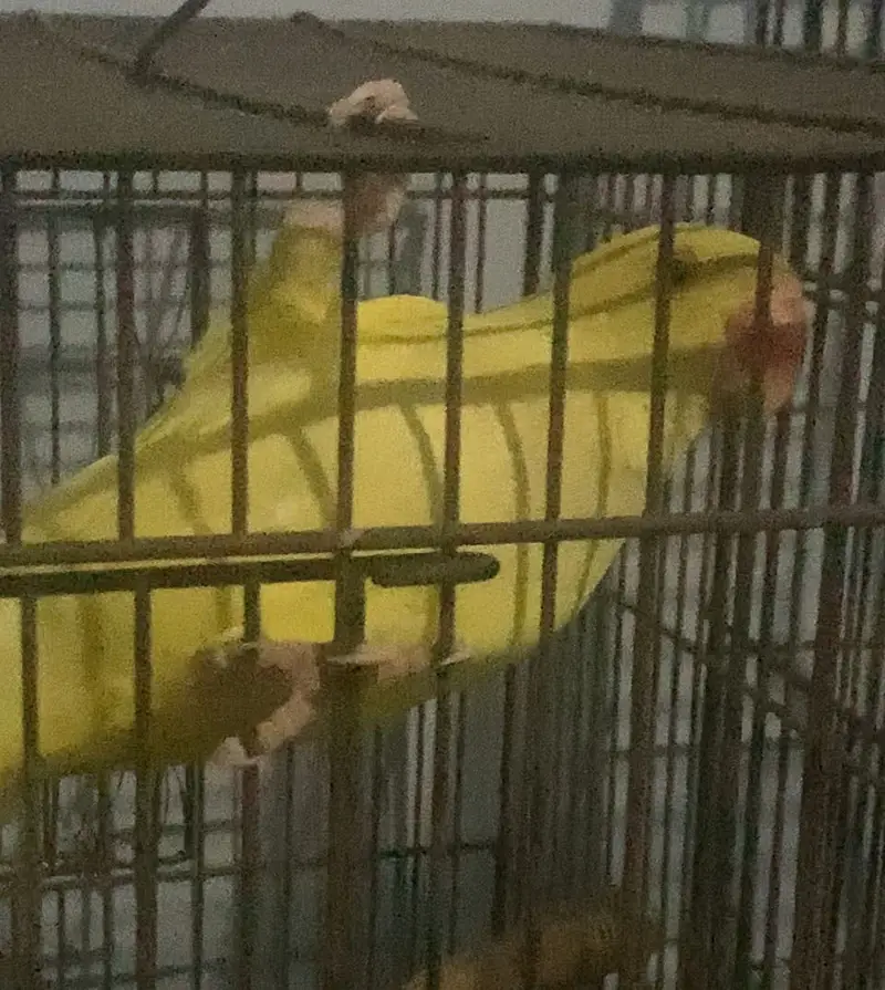 A beautiful yellow beauti — photo 5