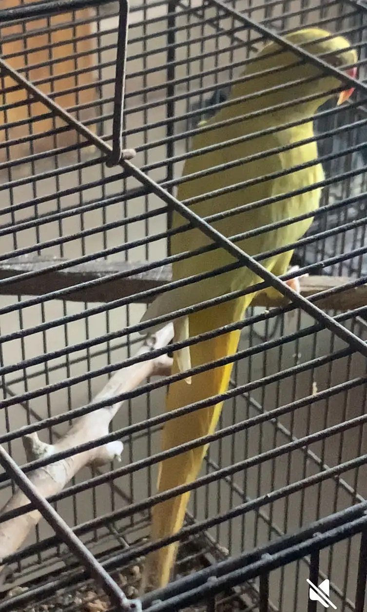 A beautiful yellow beauti — photo 6